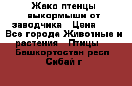 Жако птенцы выкормыши от заводчика › Цена ­ 1 - Все города Животные и растения » Птицы   . Башкортостан респ.,Сибай г.